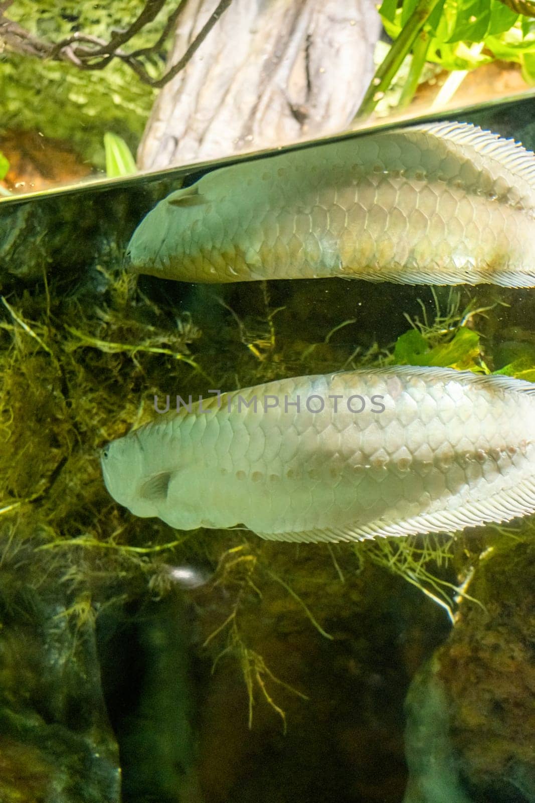 fish under water surface with reflection, tropical