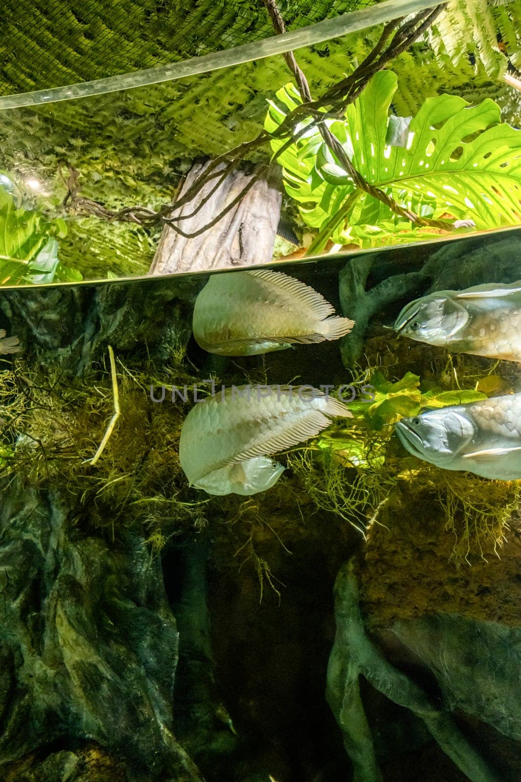 fish under water surface with reflection, tropical