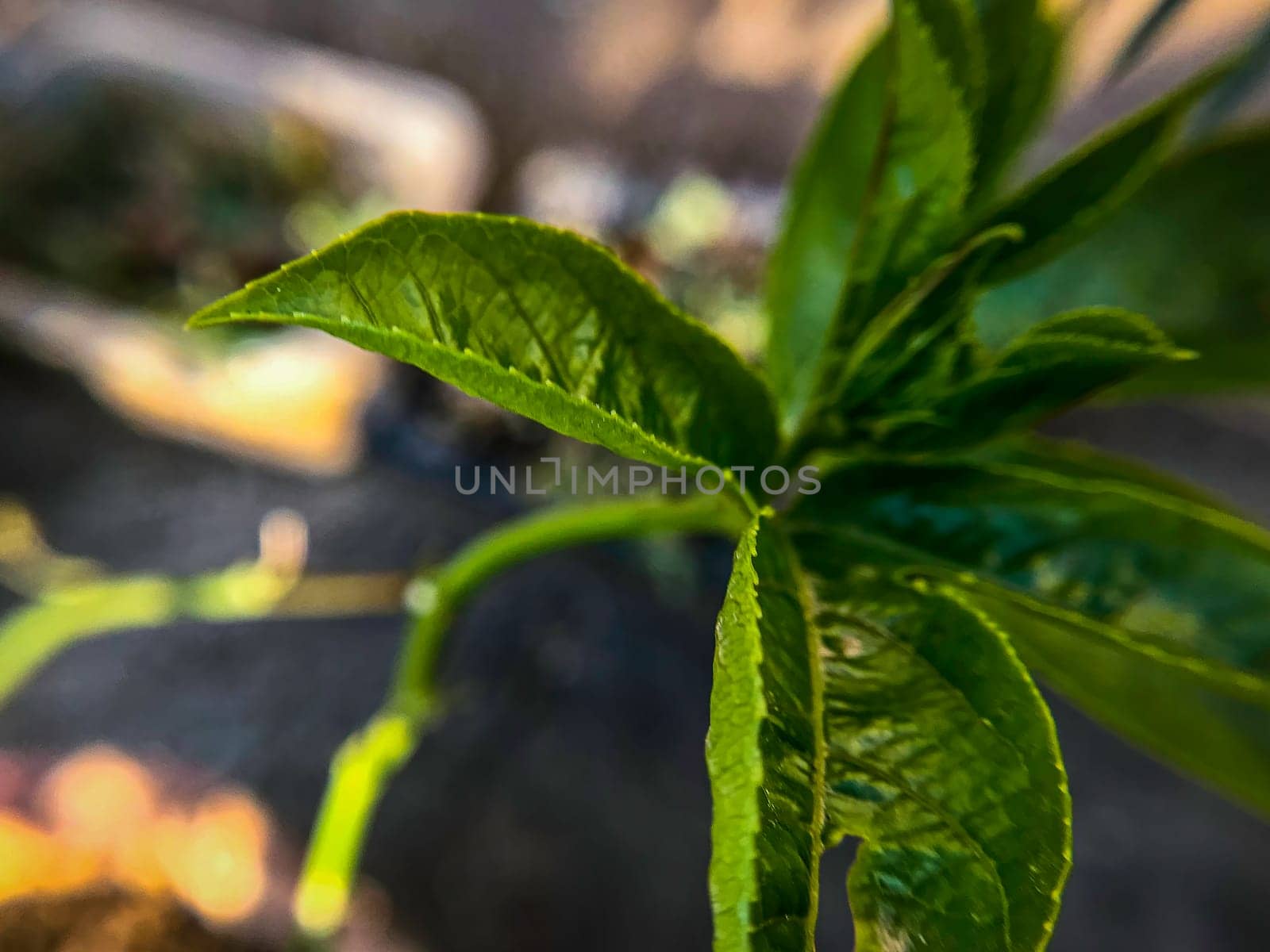 A close-up photo of a Passiflora Edulis or Passionfruit vine with pointed leaves and a serrated edge. The leaves are a dark green color and have a glossy texture. The background is blurred and appears to be a garden or outdoor setting. The photo is taken from a low angle, looking up at the plant .Passiflora Edulis or Passion Fruit Vine with Pointed Green Leaves- Outdoor Shot. High quality photo.