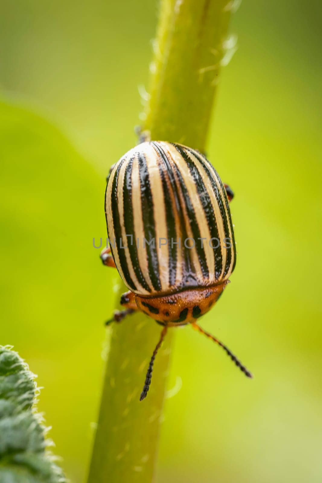 Colorado potato beetle walks on potato sprouts