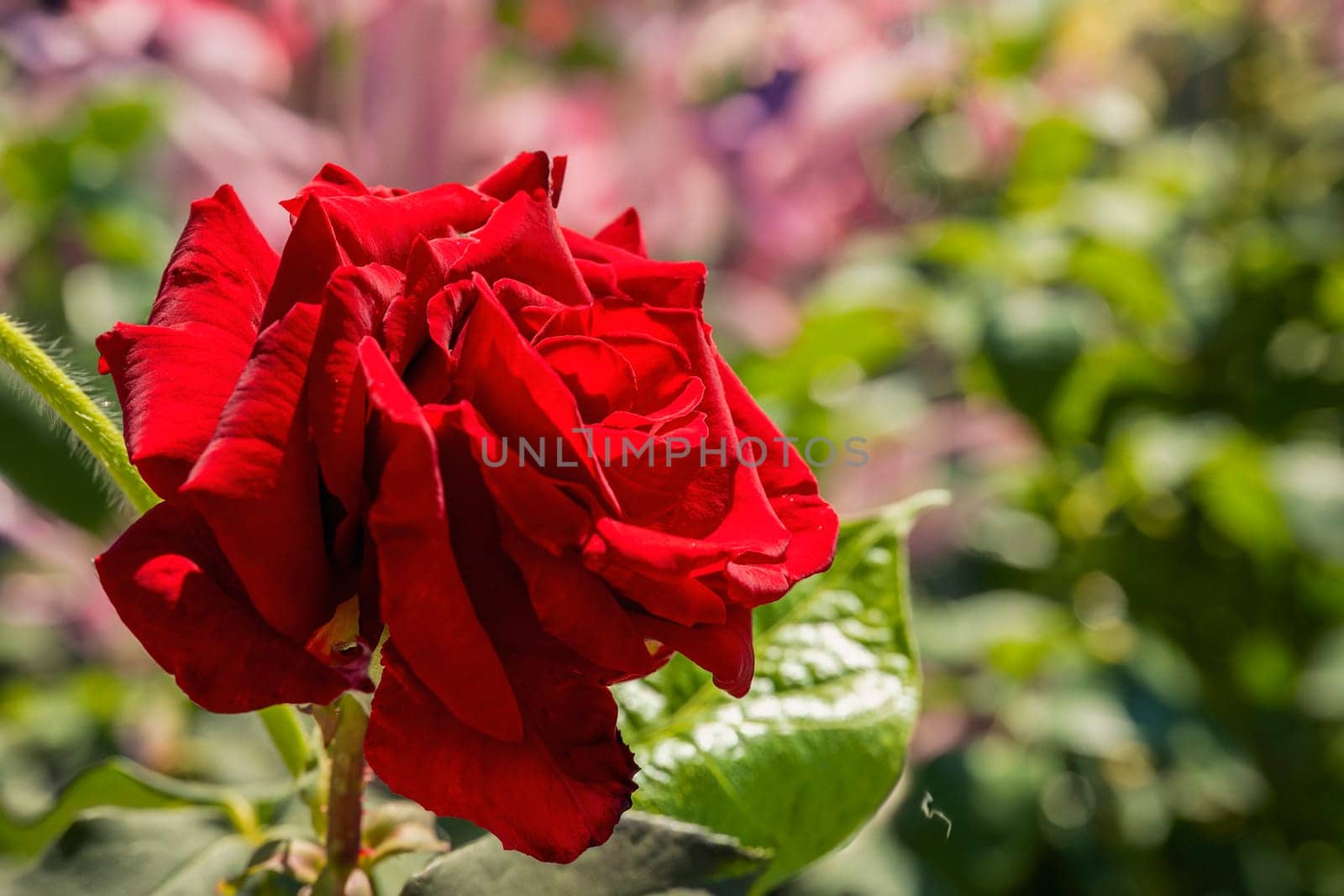 red rose closeup by zokov
