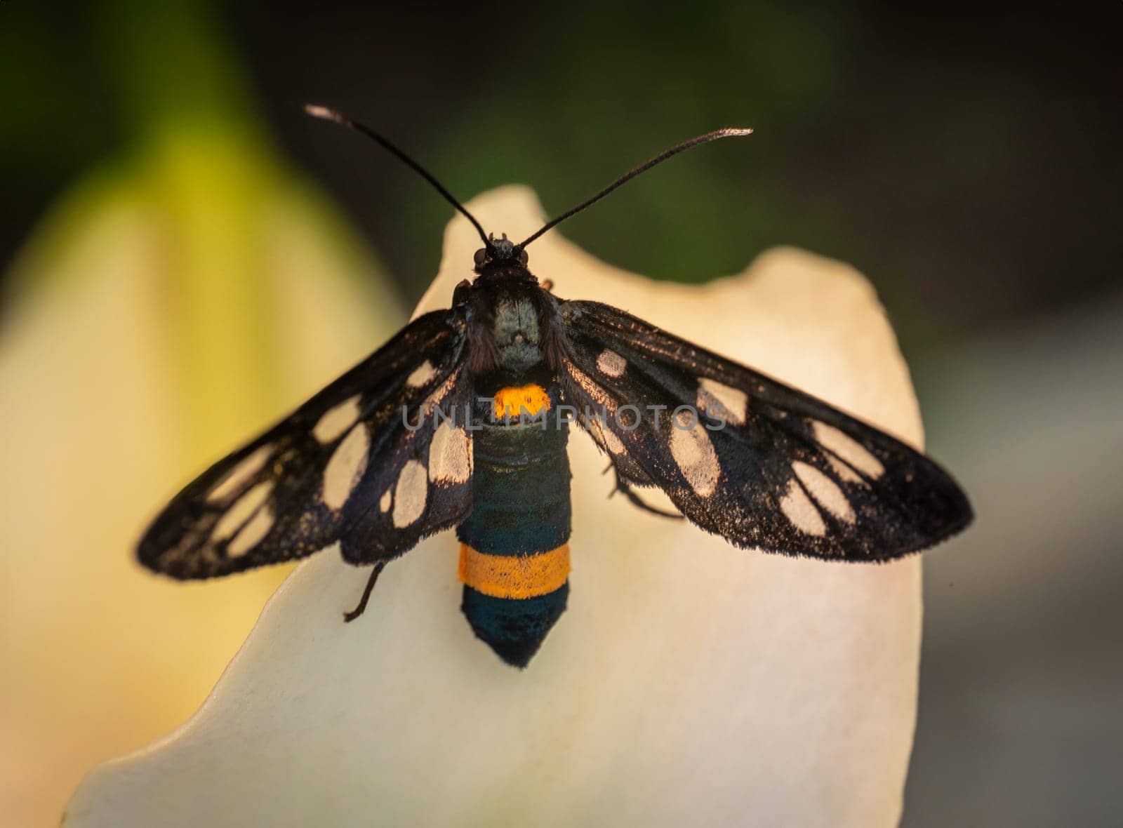 butterfly close-up on a yellow flower by zokov