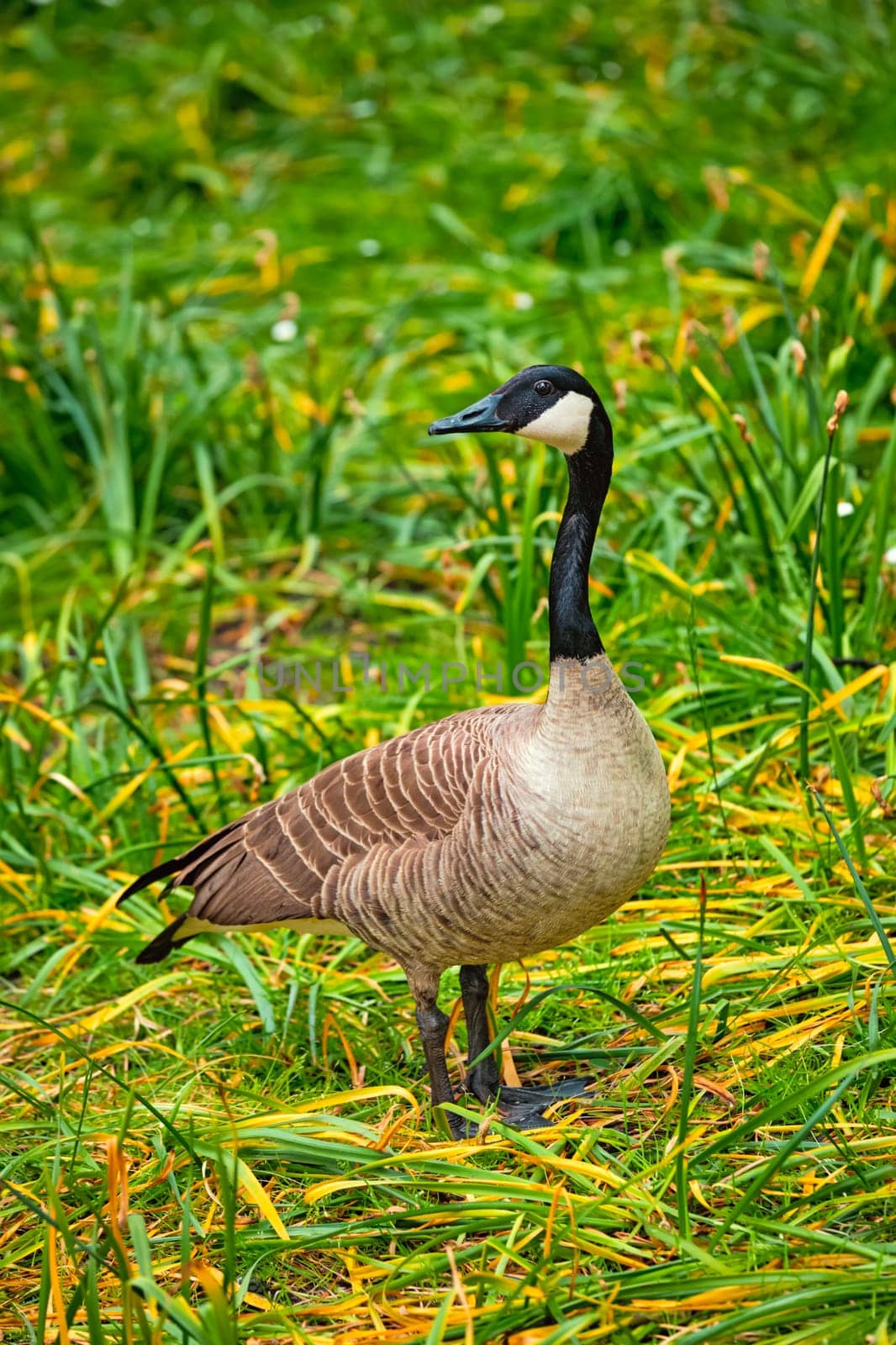 Canada goose on green grass close up