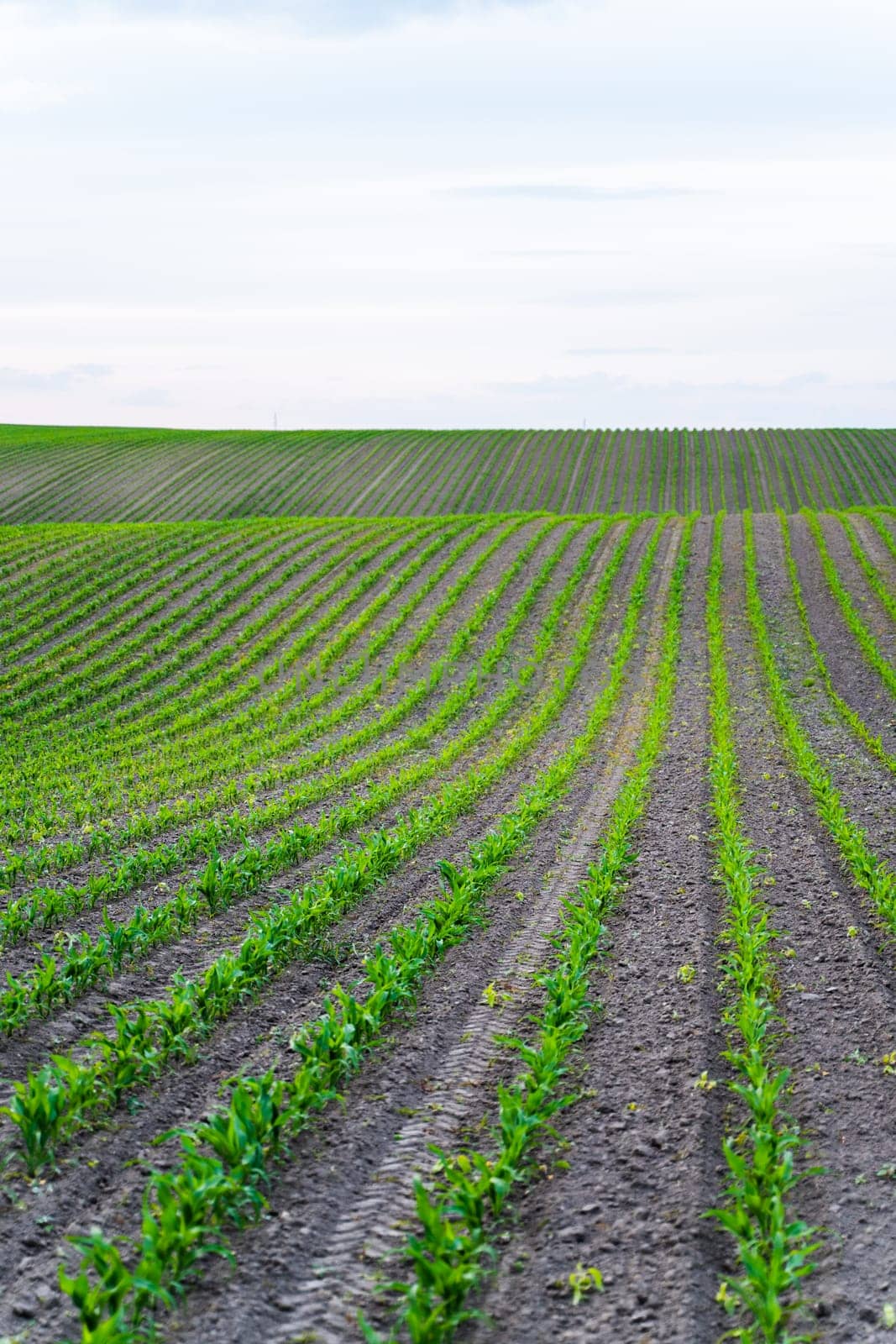 Rows of corn sprouts in a fertile soil on a farm field. Growing corn's sprouts in soil
