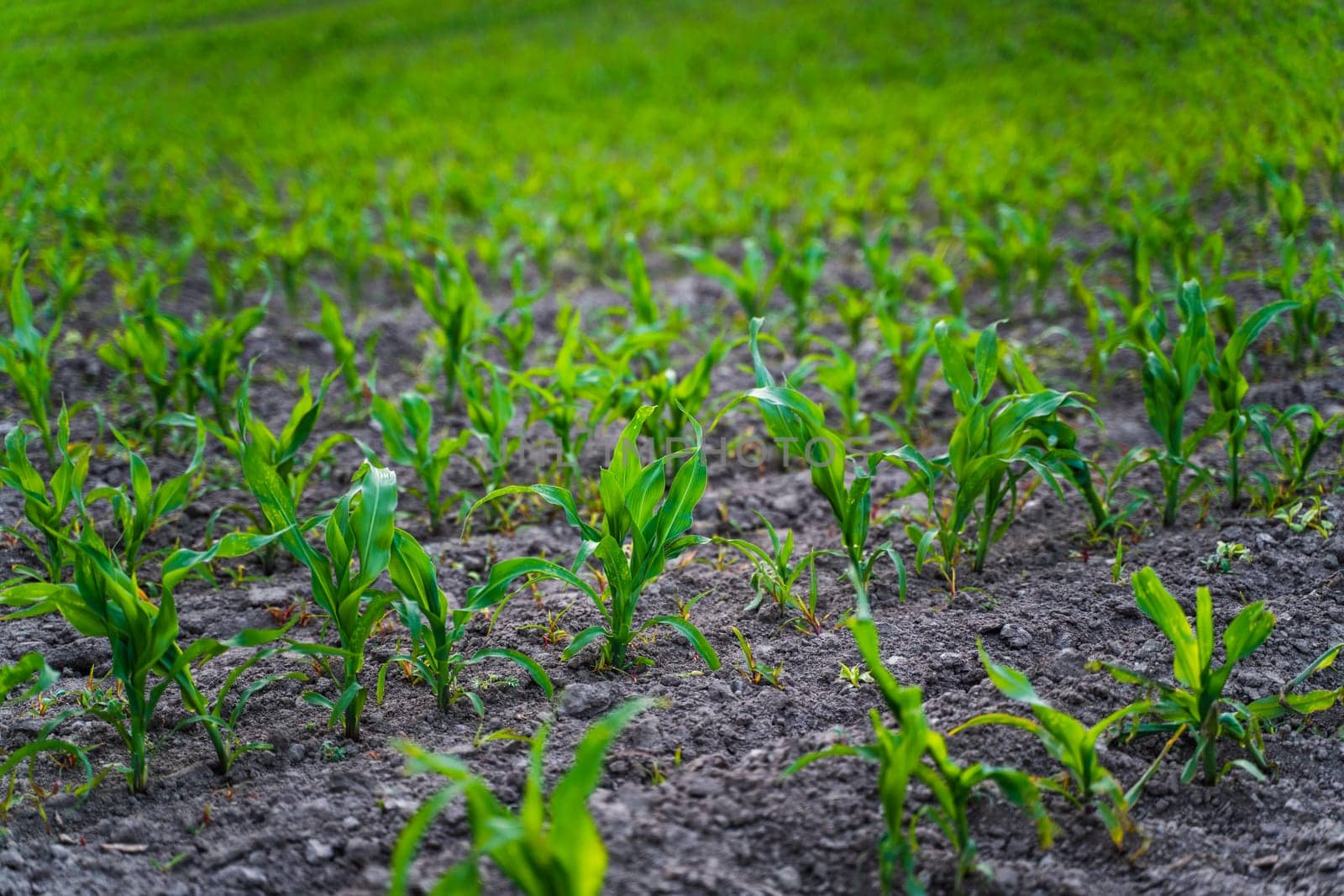 Rows of fresh green corn sprouts in spring on the field. Growing young green corn seedling sprouts in cultivated agricultural farm field