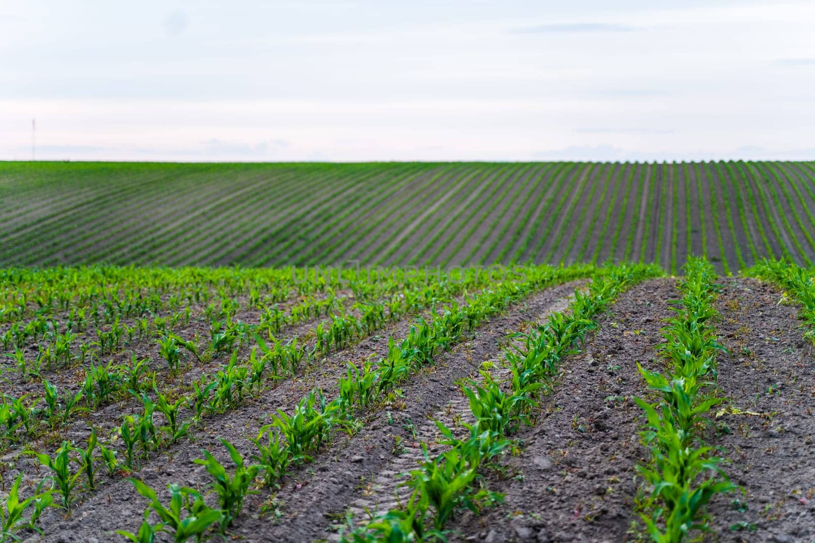 Cornfield landscape. Young maize sprouts growing in rows. Rows of young small corn plants on farm field. Corn field. Agriculture. by vovsht