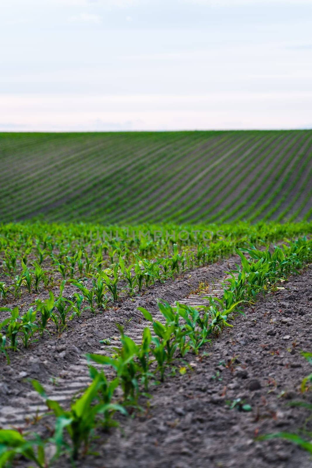 Rows of young green corn growing on the agriculture field. Growing young green corn seedling sprouts in cultivated agricultural farm field. by vovsht