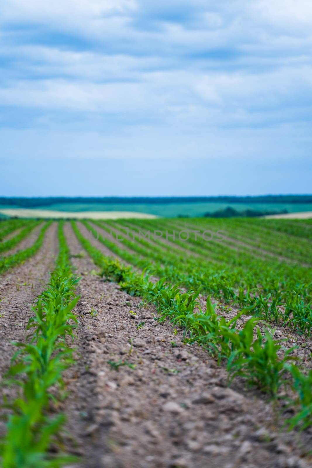 Rows of young green corn. Corn shoots. Green sprouts of corn maize on agricultural field. Cultivation of agricultural crop of maize in farmer's field