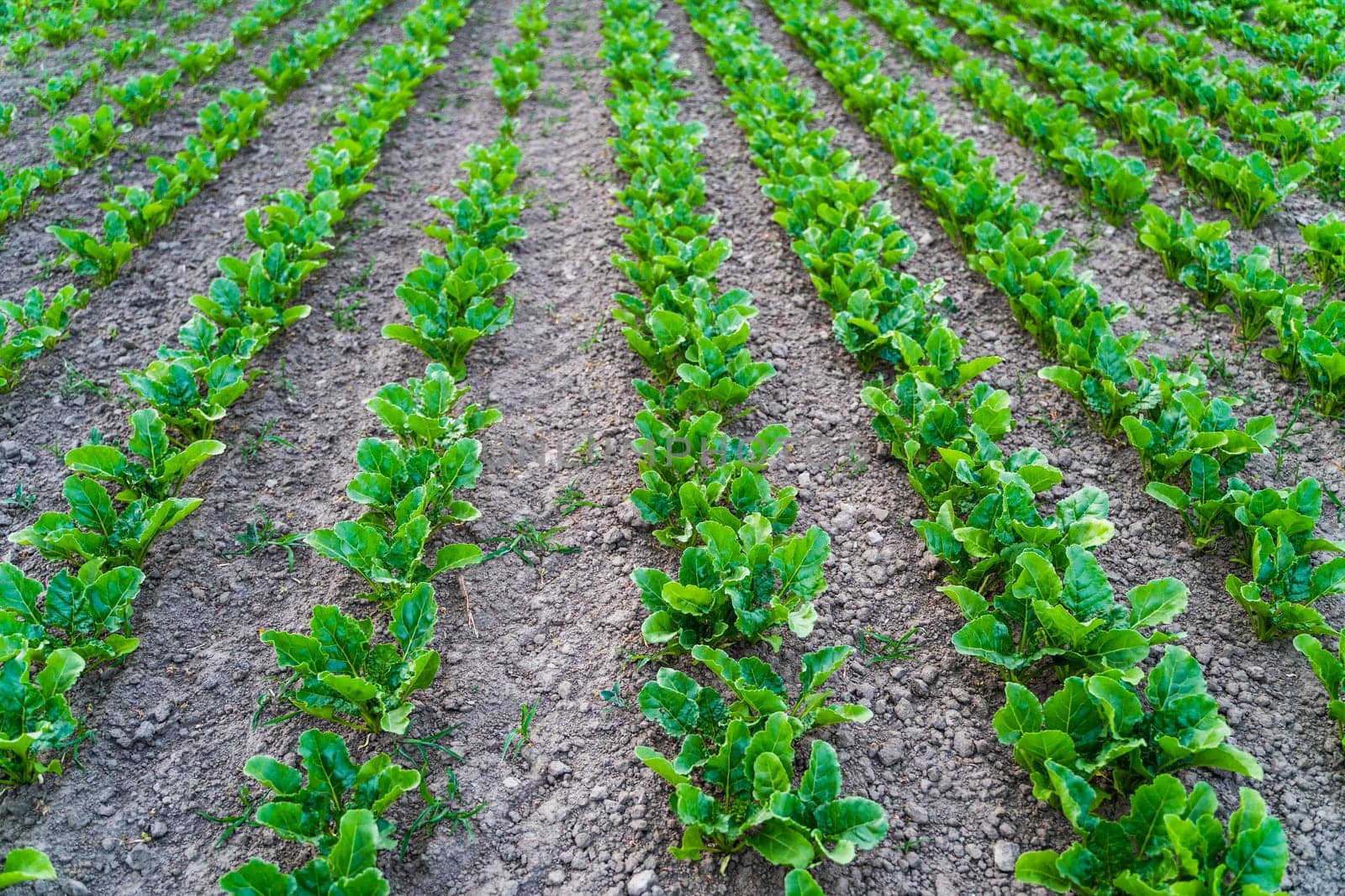 Rows of young fresh beet root leaves. Beetroot plants growing in a fertile soil on a agricultural field. Cultivation of the sugar beet. Agriculture process