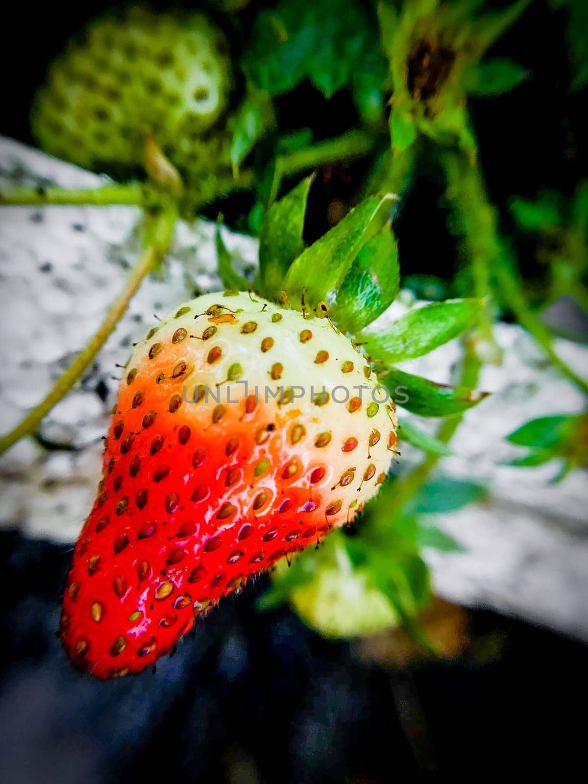 A close-up photo of a strawberry plant with a single ripe strawberry. The strawberry is red with green leaves and is hanging from the plant. The background is blurred and consists of other unripe strawberries and leaves. The image is taken from a low angle, looking up at the strawberry. The image has a high contrast and the colors are vibrant.
