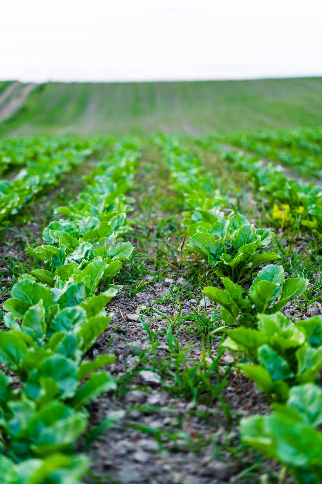 Young, sprouted root beet growing in the vegetable garden. Beetroot leaf in farming and harvesting. Cultivation of the sugar beet. Agriculture process. by vovsht