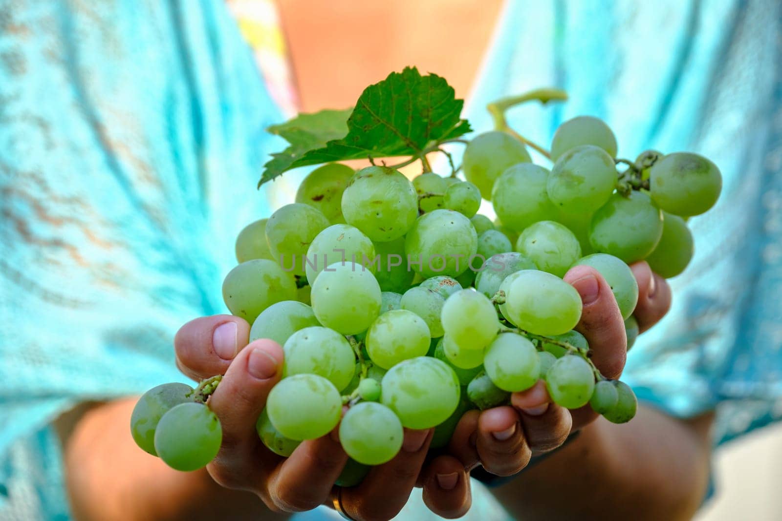 grape in hand. grapes harvest in farmer hand by igor010