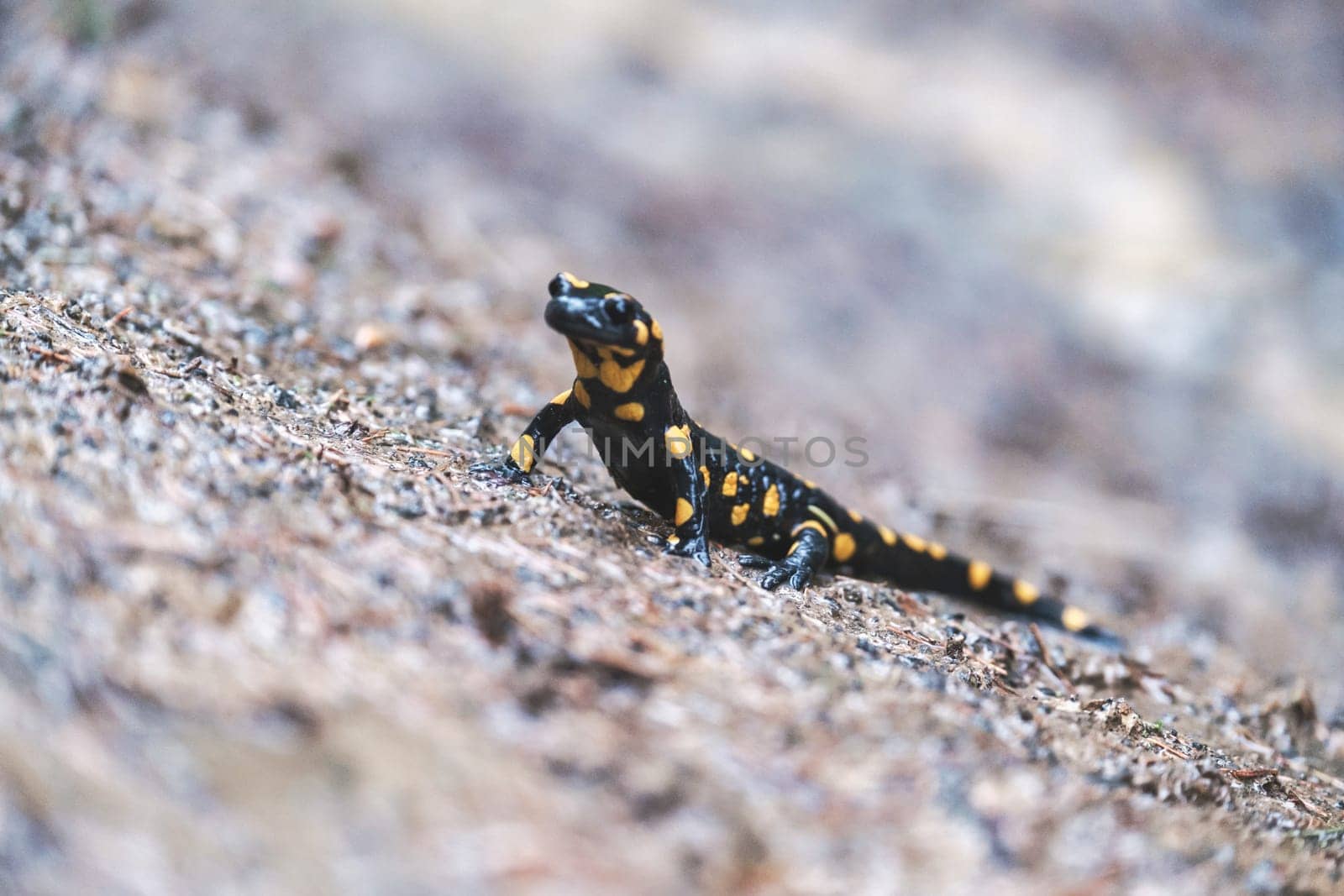 Beautiful Fire salamander lizard close-up. A rare animal creeps on a stone. The representative of the Carpathian fauna in a natural habitat download photo