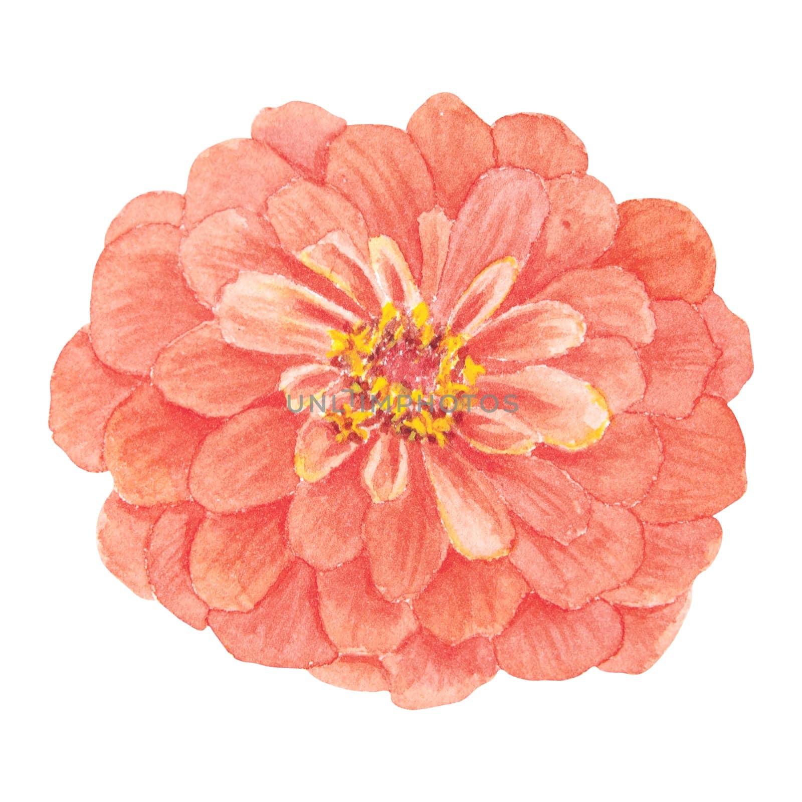 Orange Zinnia watercolor illustration. Hand drawn botanical painting, floral sketch. Colorful flower clipart for summer or autumn design of wedding invitation, prints, greetings, sublimation, textile by florainlove_art