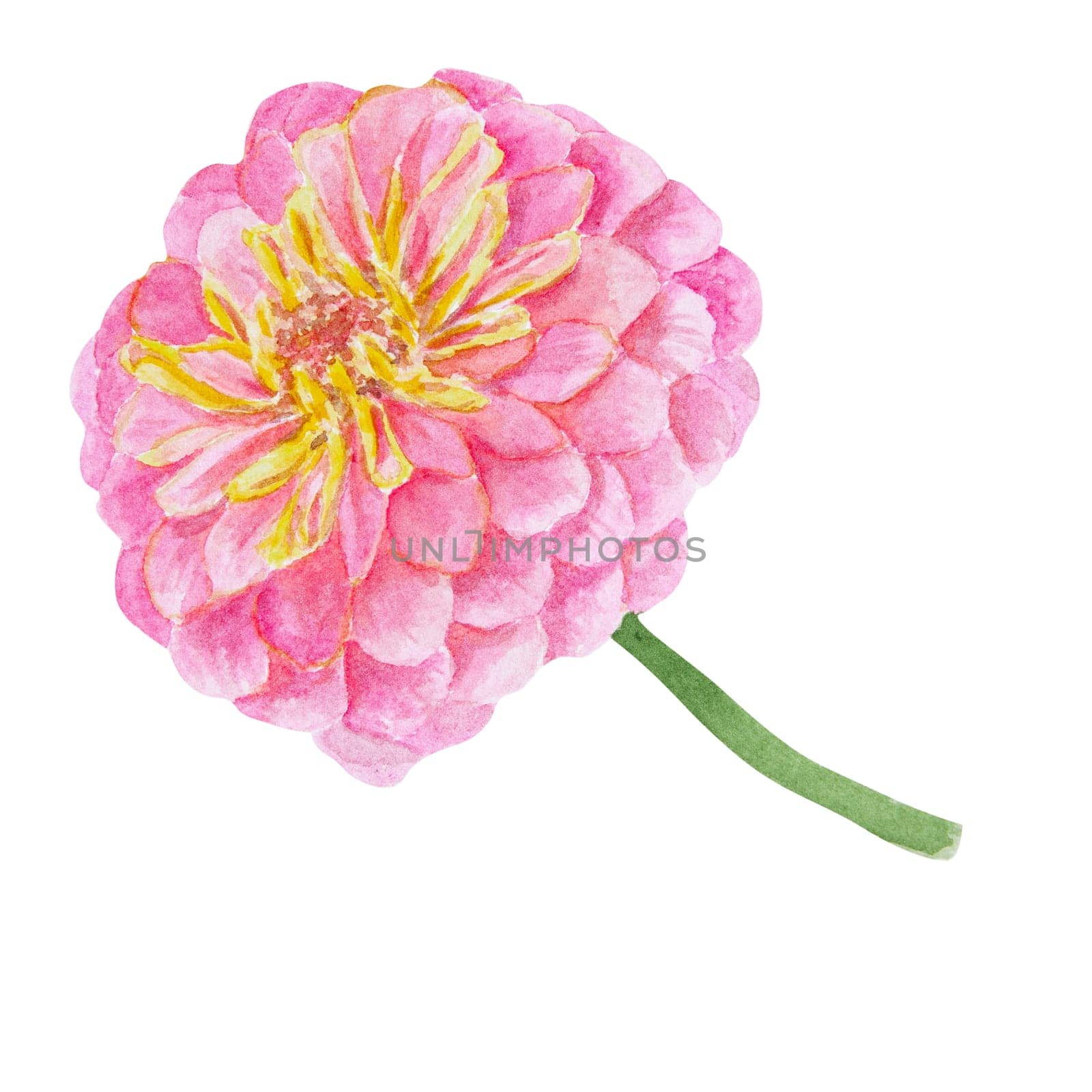 Pink Zinnia watercolor illustration. Hand drawn botanical painting, floral sketch. Colorful flower clipart for summer or autumn design of wedding invitation, prints, greetings, sublimation, textile by florainlove_art