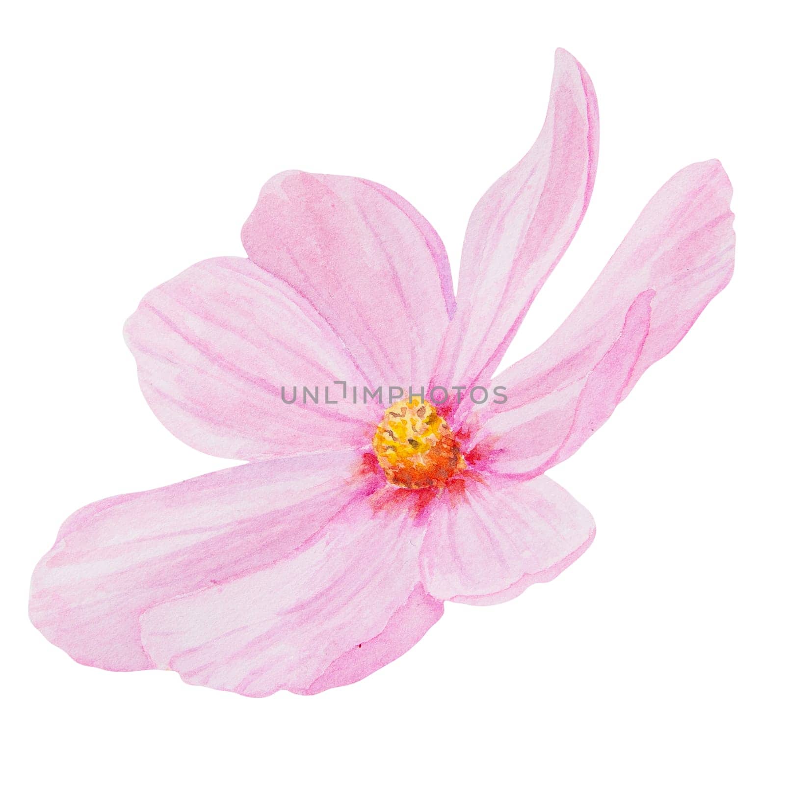 Garden pink Cosmos watercolor illustration. Hand drawn botanical painting, floral sketch. Colorful preety flower clipart for summer or autumn design of wedding invitation, prints, greetings, sublimation, textile