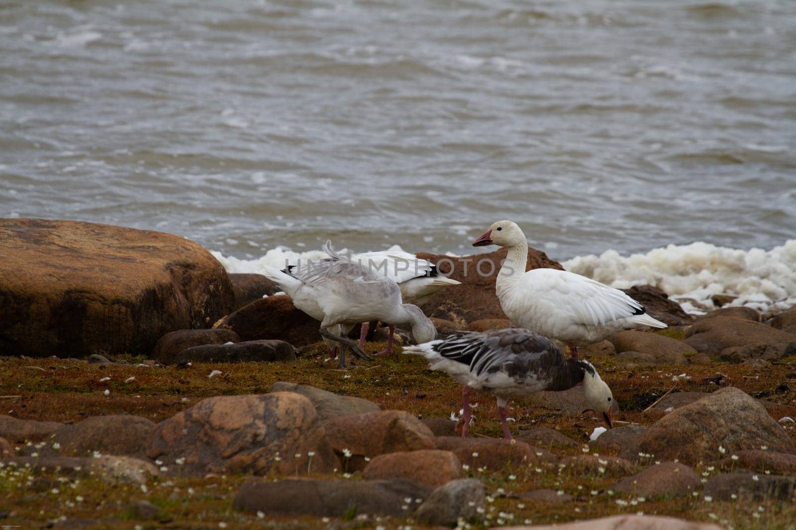 Snow geese, Anser caerulescens, in both white and blue morphs searching for food along arctic shoreline. Snow geese are native to North America and found migrating to the arctic in the summers.