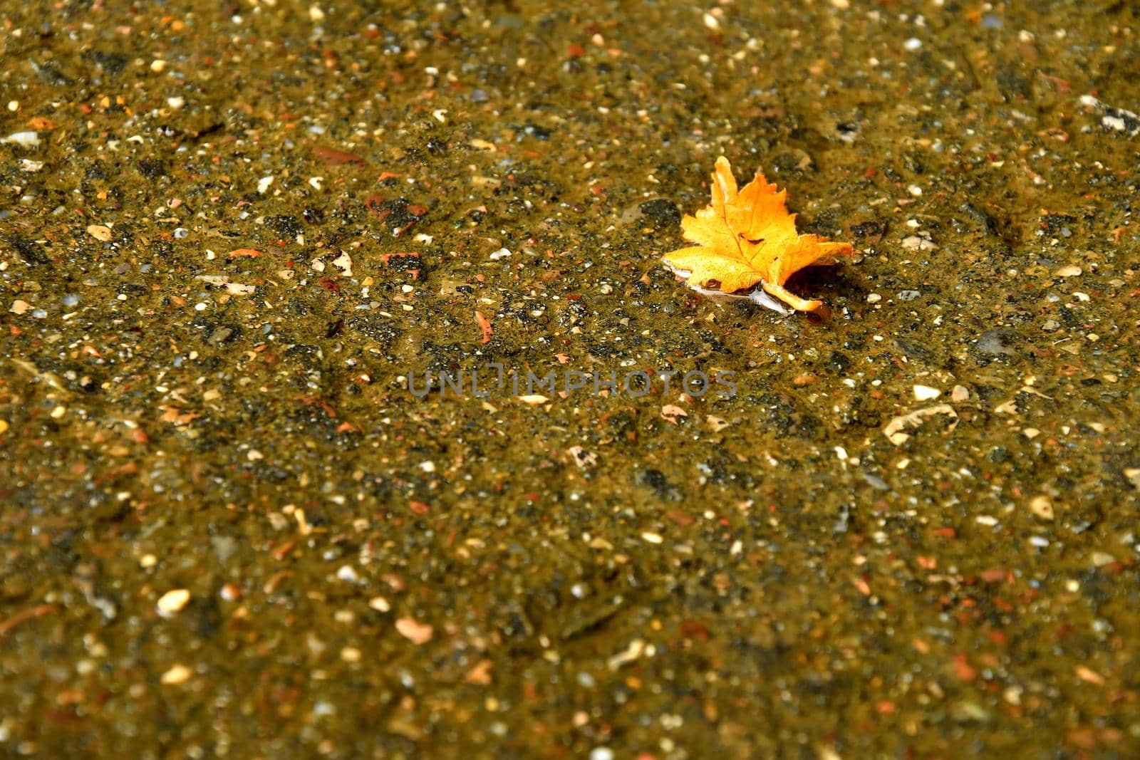 autumnal colored leaf on a wet street