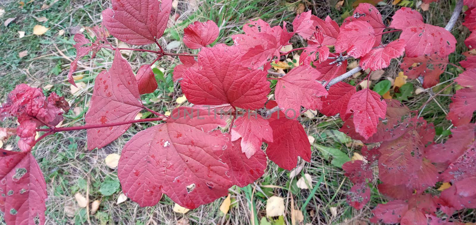 Bright, red viburnum leaves on the branches. They are lit in red or orange.