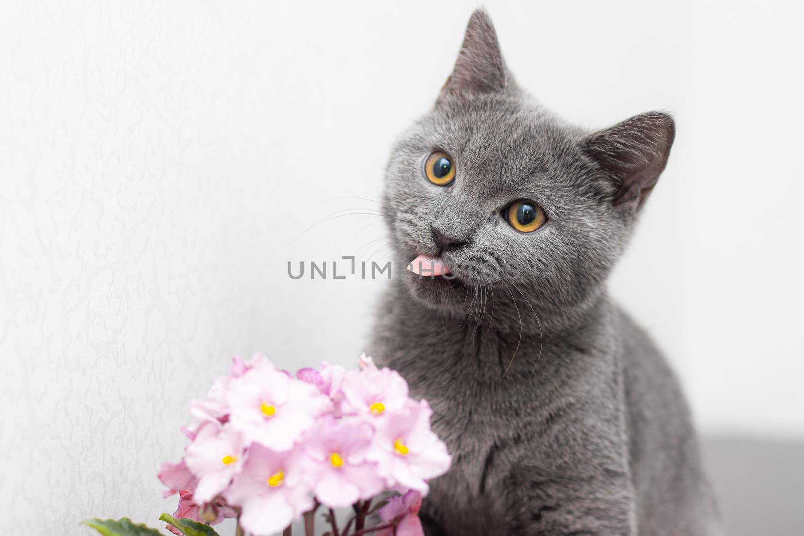 Cat and home flower in a pot . Nursling. Article about animals and home flowers. Harm of home flowers for cats. Grey British cat