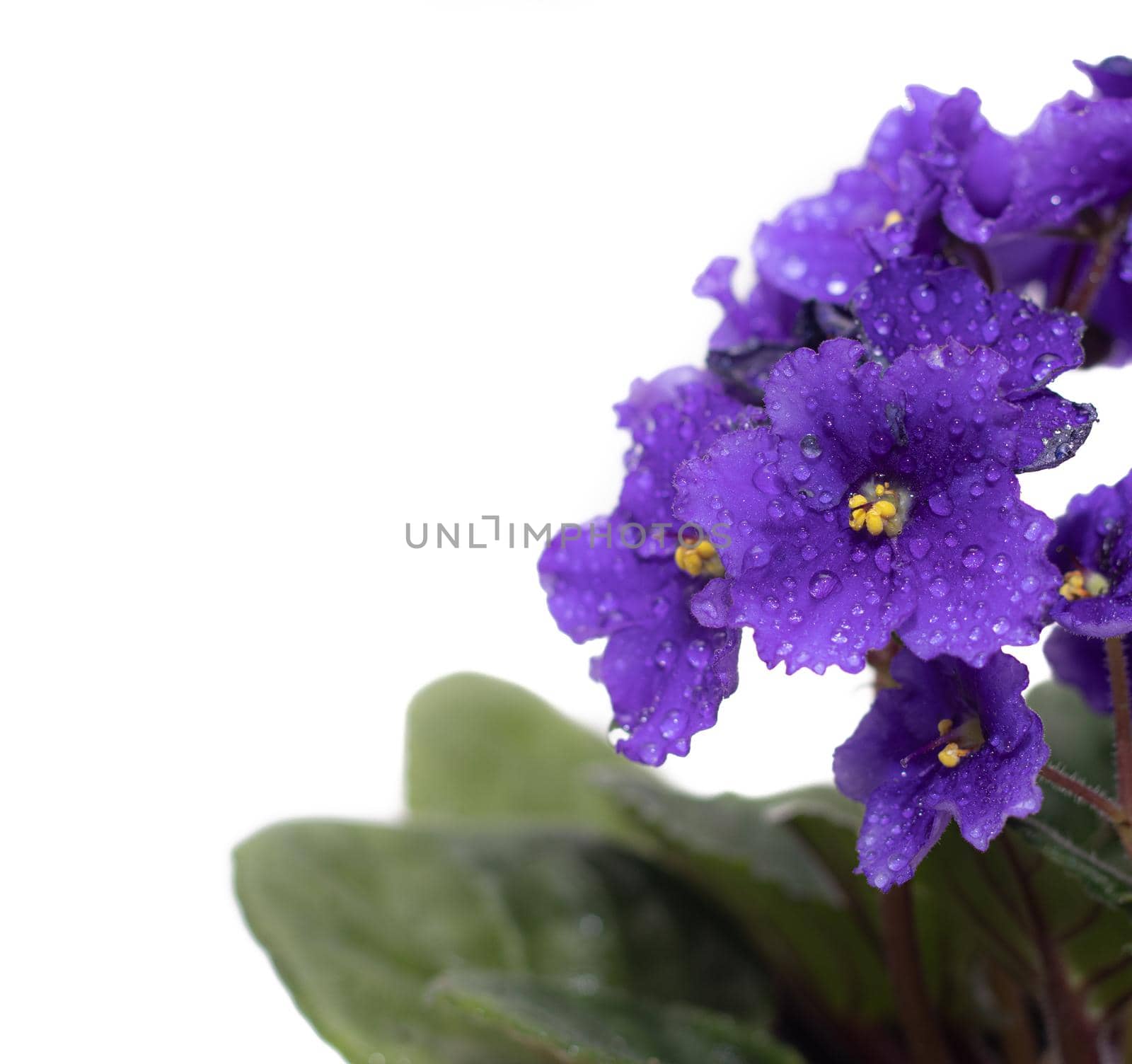 Violet flowers on a white background . A houseplant. A flower with water drops. An isolated flower. Copy Space