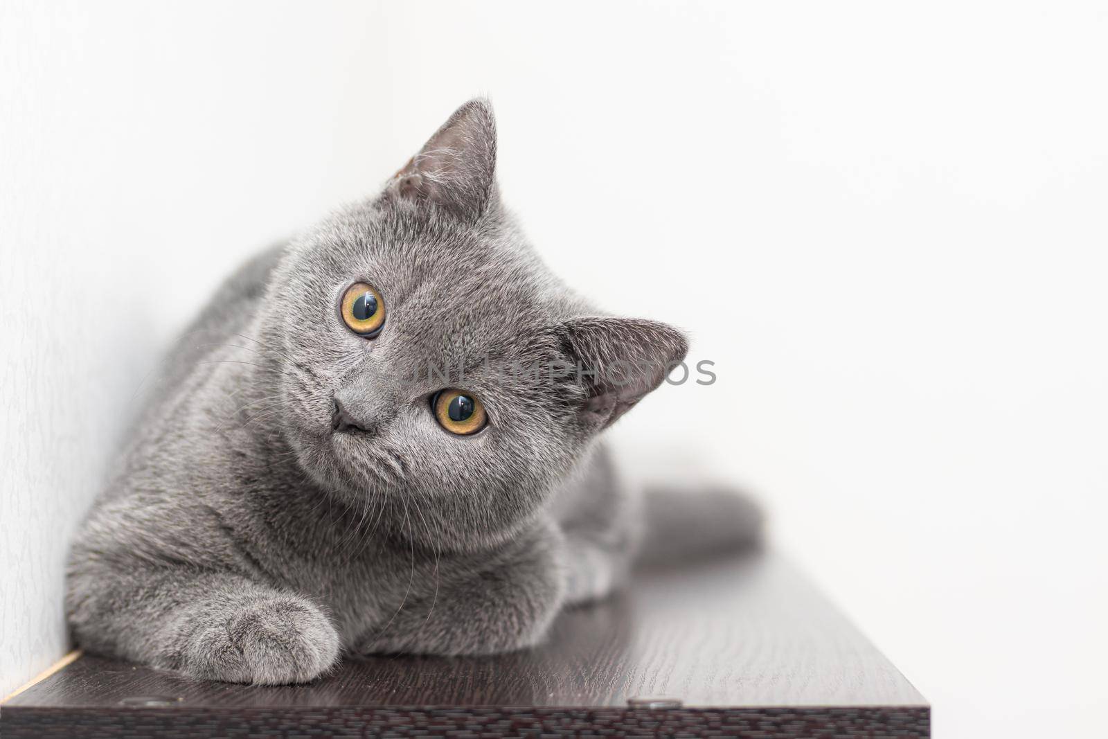 A grey smoky furry British cat looks at the camera on a white background with space for text. The concept of Studio photography for articles and advertisements about Pets and caring for them