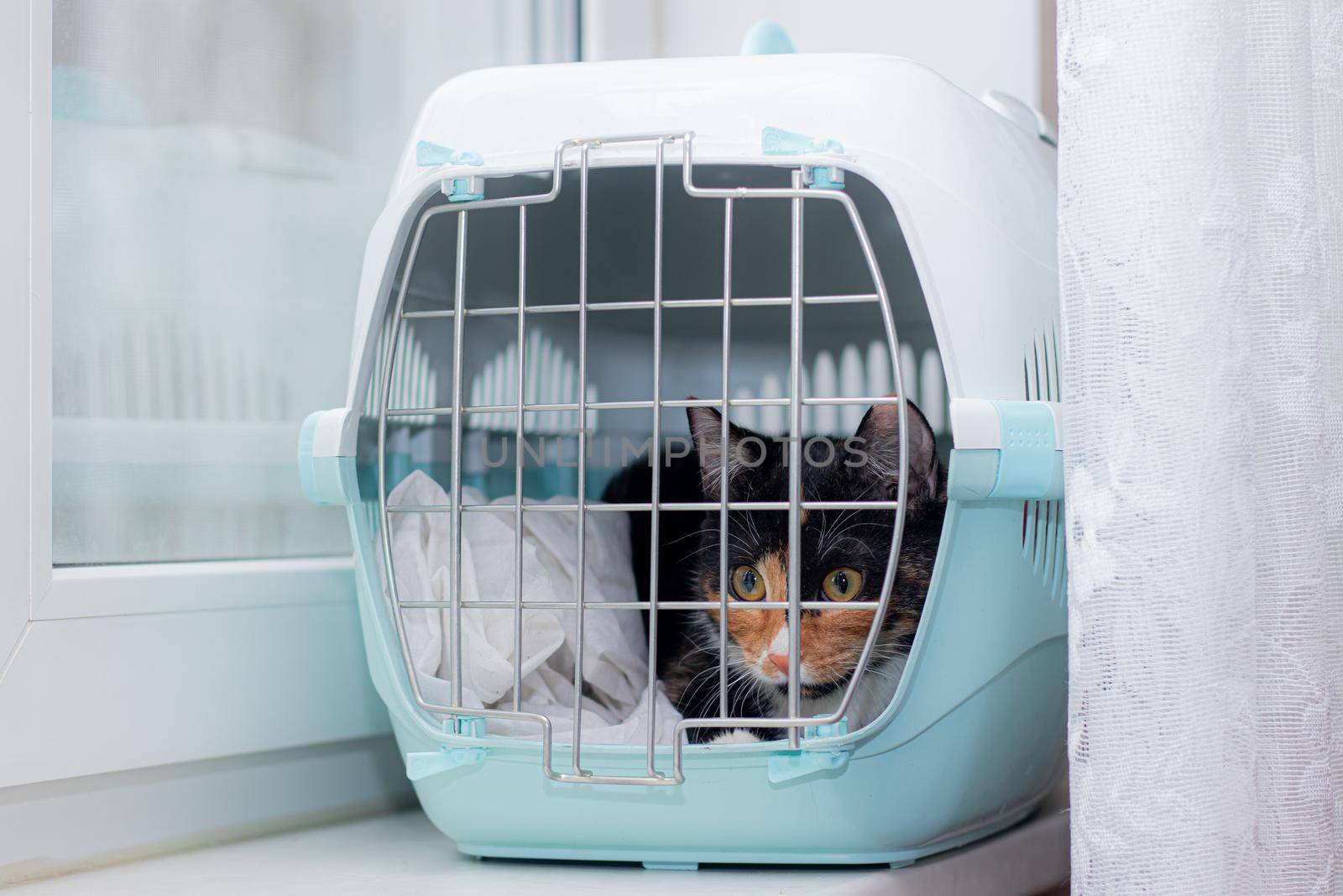 The cat sits in a carrier for animals . A pet. Transportation of animals. Article about animal transportation. Adult tortoiseshell cat. The safety of the pet