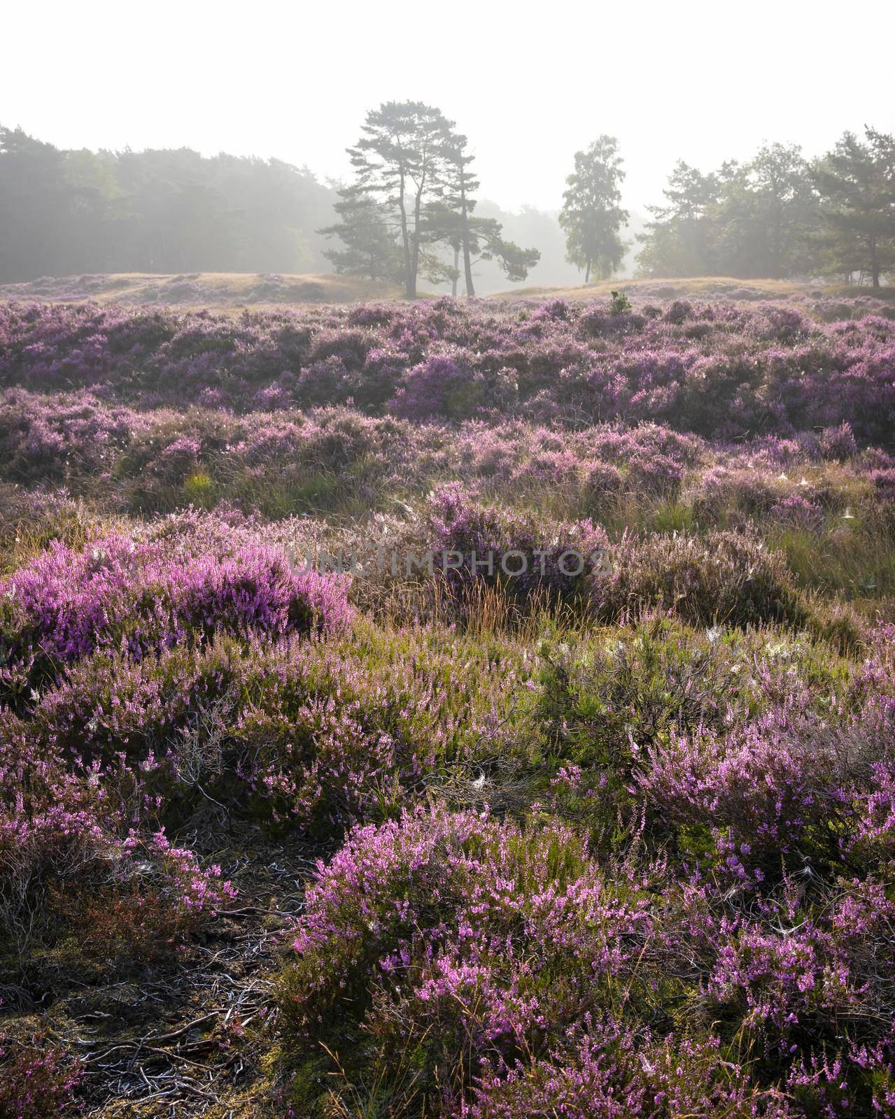 pine trees in morning fog and colorful purple heather on heath near zeist in the netherlands