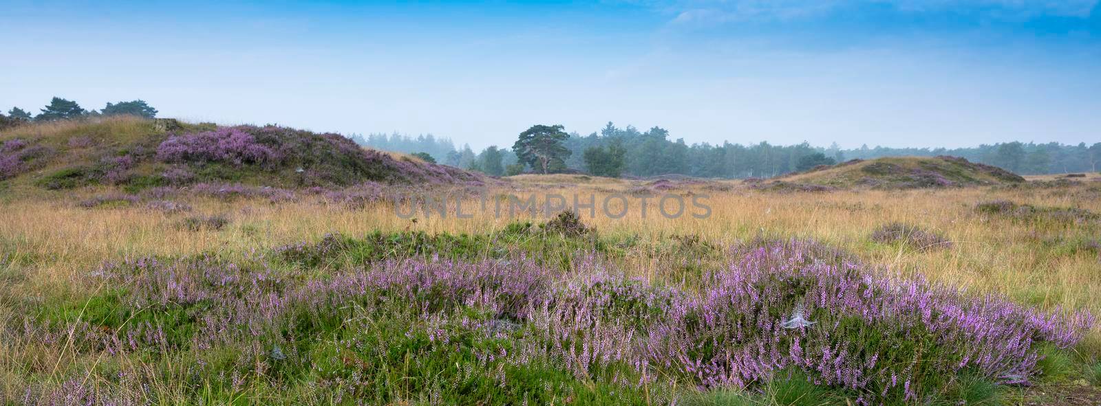 colorful purple heather and pine trees on heath near zeist in the netherlands by ahavelaar