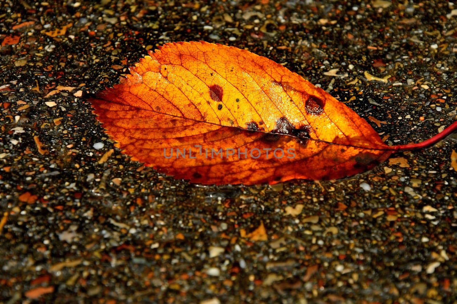 autumnal colored leaf on a wet street by Jochen