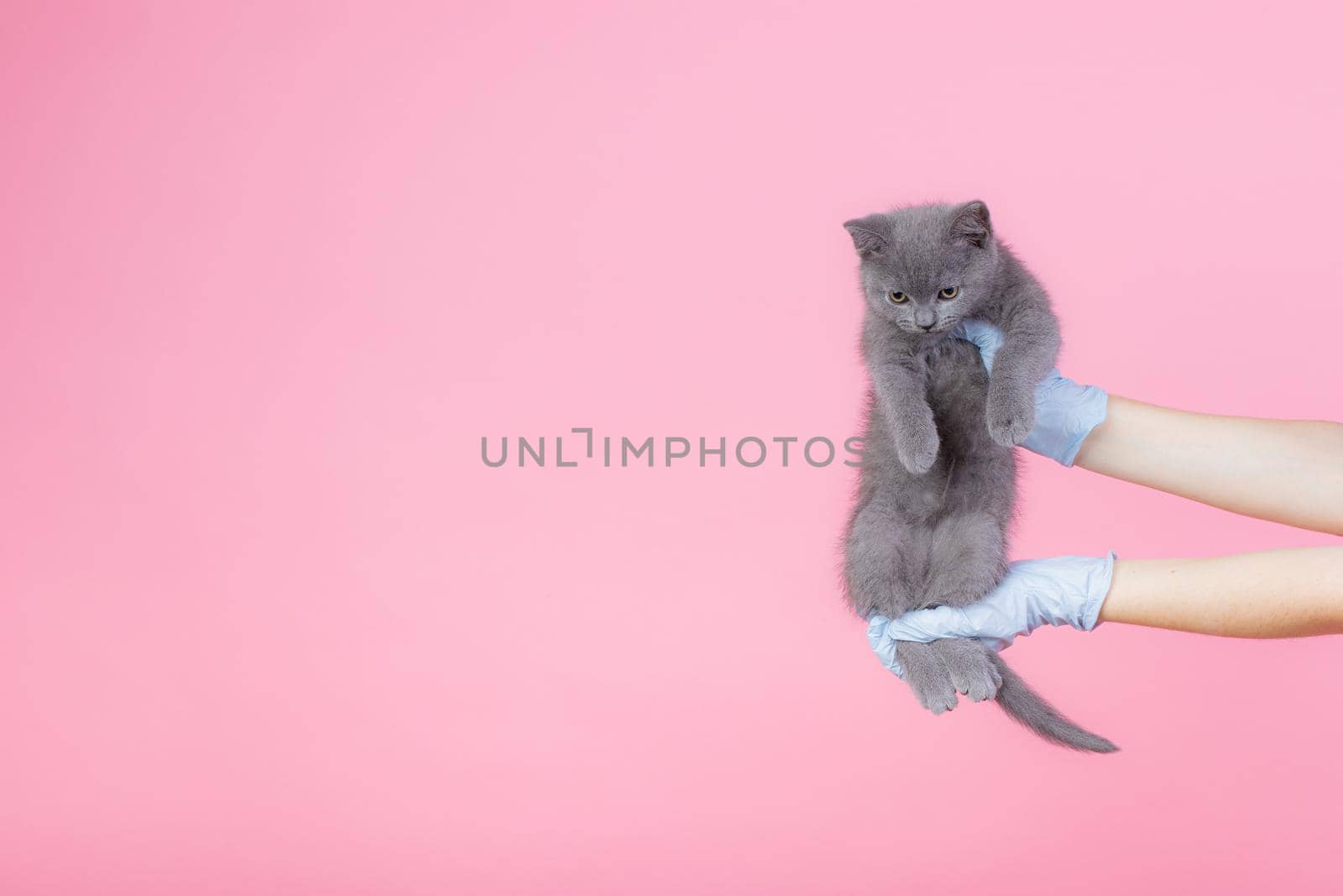 A grey British small kitten in a veterinary clinic and hands in blue gloves . Kat looks at the camera. Text space-medicine, pet, animals, vaccination and Allergy concept