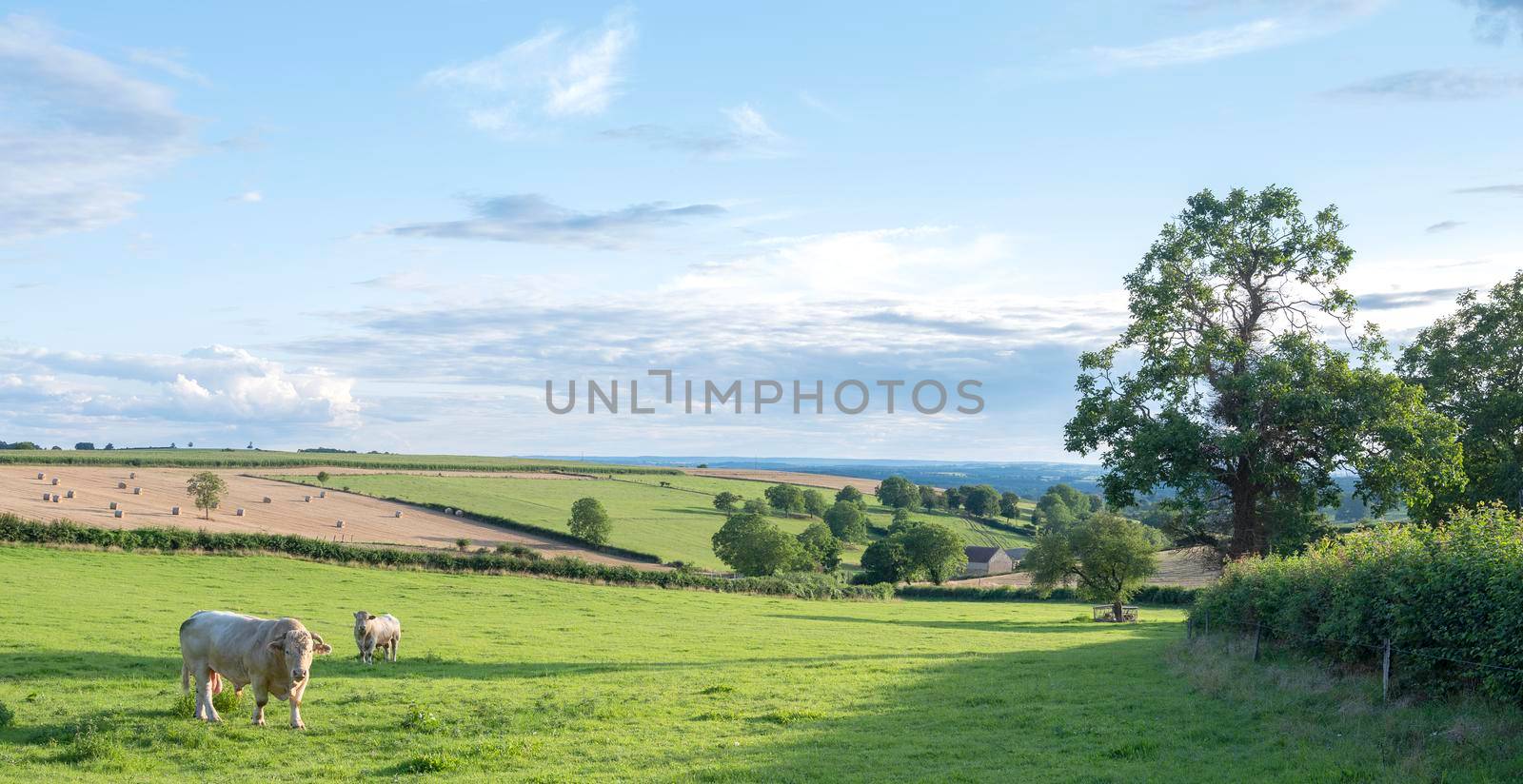 beautiful landscape of french morvan with green grassy fields and bull with cow under blue sky with clouds by ahavelaar