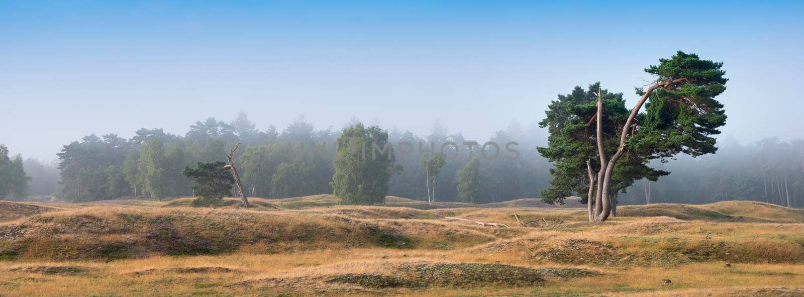 pine trees under blue sky on the moor between zeist and driebergen in dutch province of utrecht in the netherlands by ahavelaar