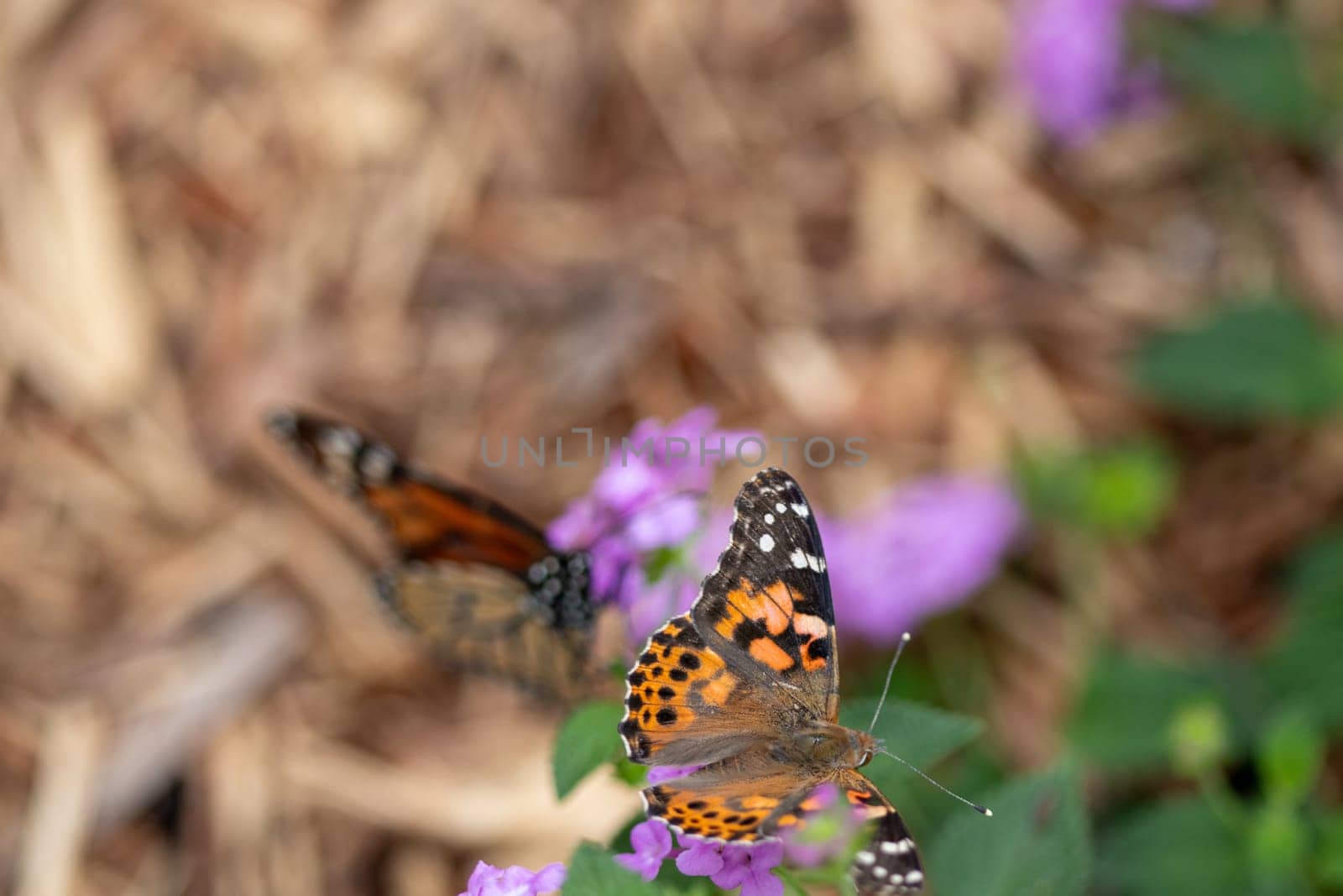 Close up Butterfly background interacting with a flower . High quality photo