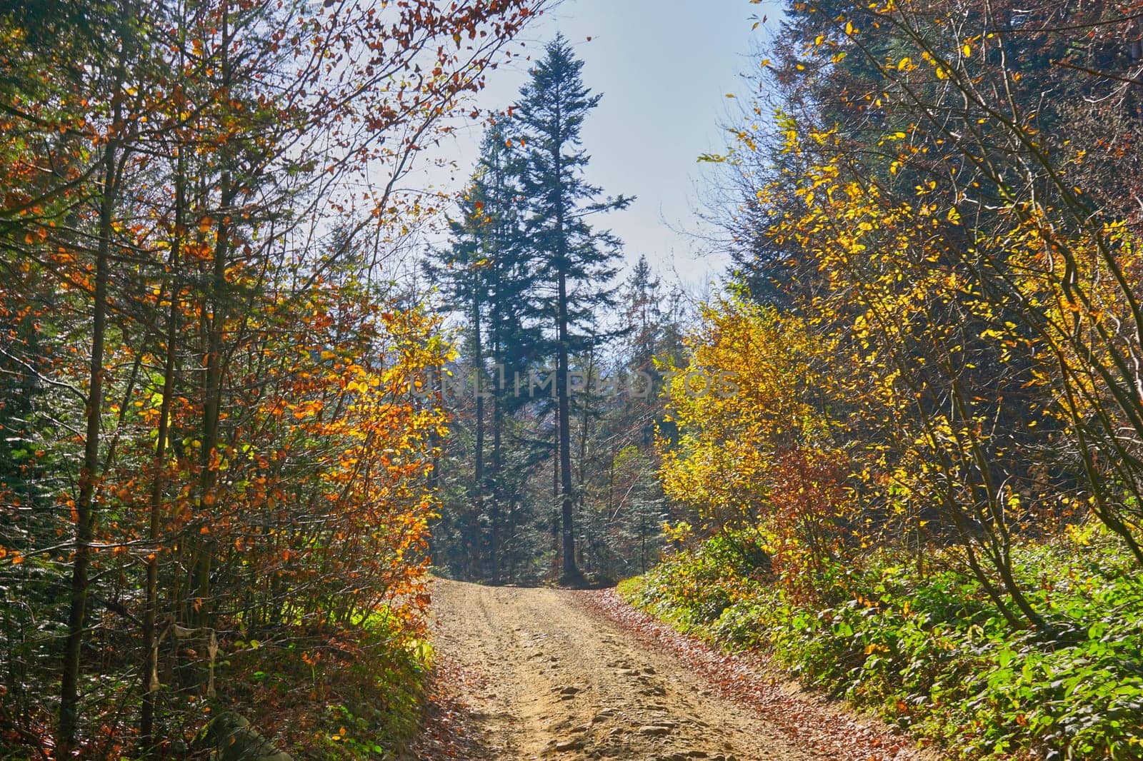 Bright autumn rural forest road in the mountains on a warm day. by jovani68