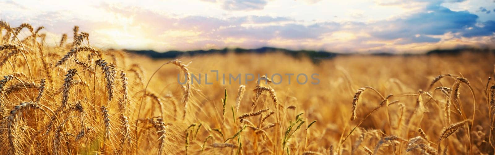 Wheat growing spikelets field harvest. Selective focus. by yanadjana