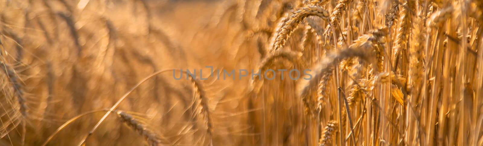 Wheat growing spikelets field harvest. Selective focus. Nature.