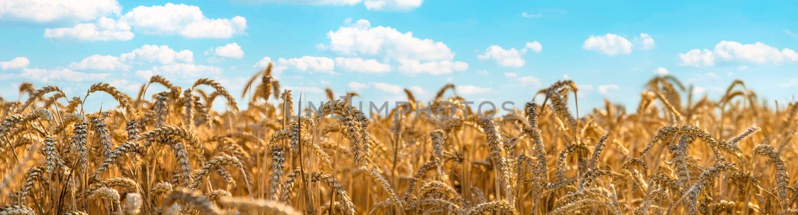 Wheat growing spikelets field harvest. Selective focus. by yanadjana