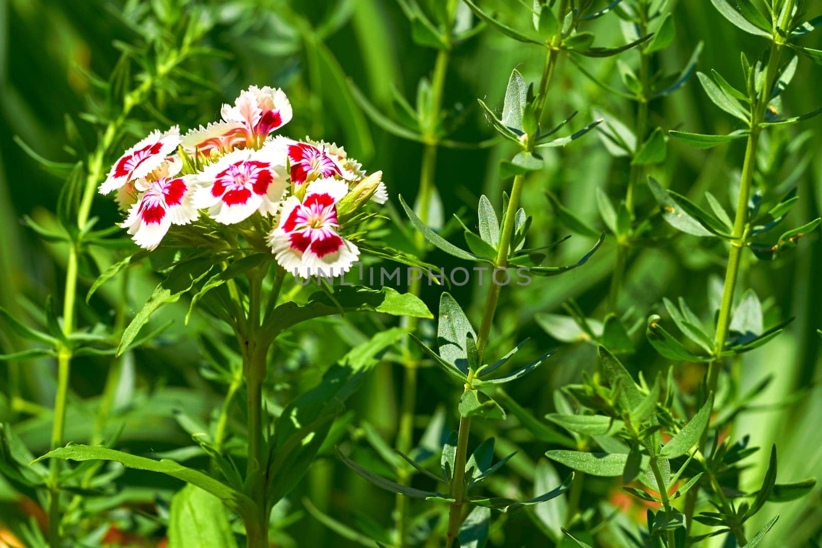 White red pink carnation Dianthus chinensis Diana for landscaping in gardens by jovani68