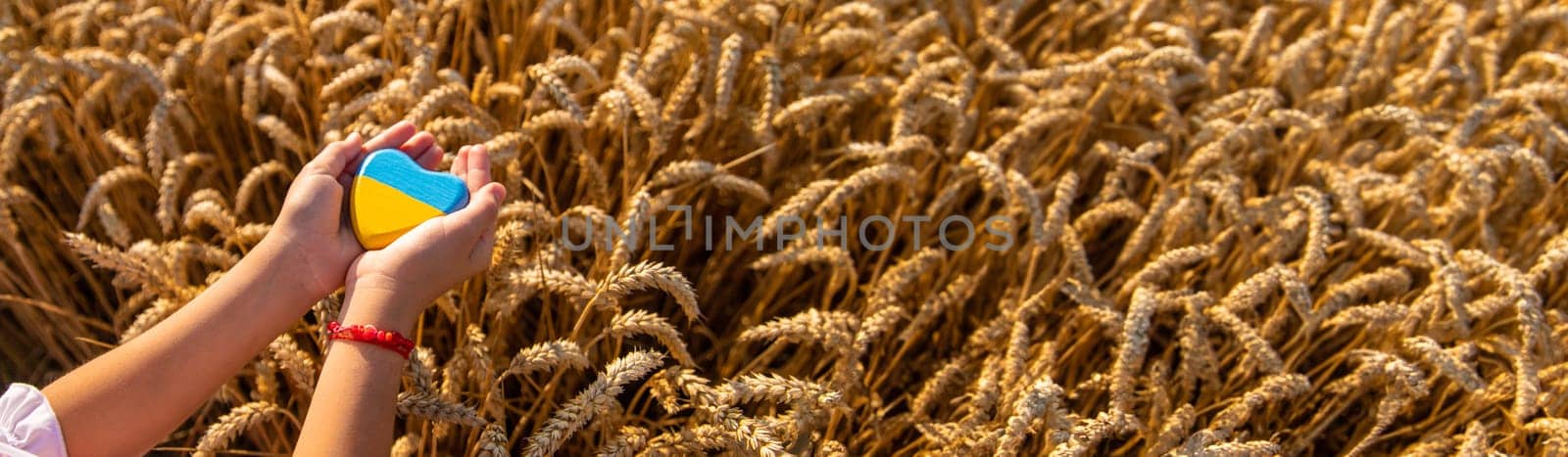 Child in a field of wheat with the flag of Ukraine. Selective focus. Nature.