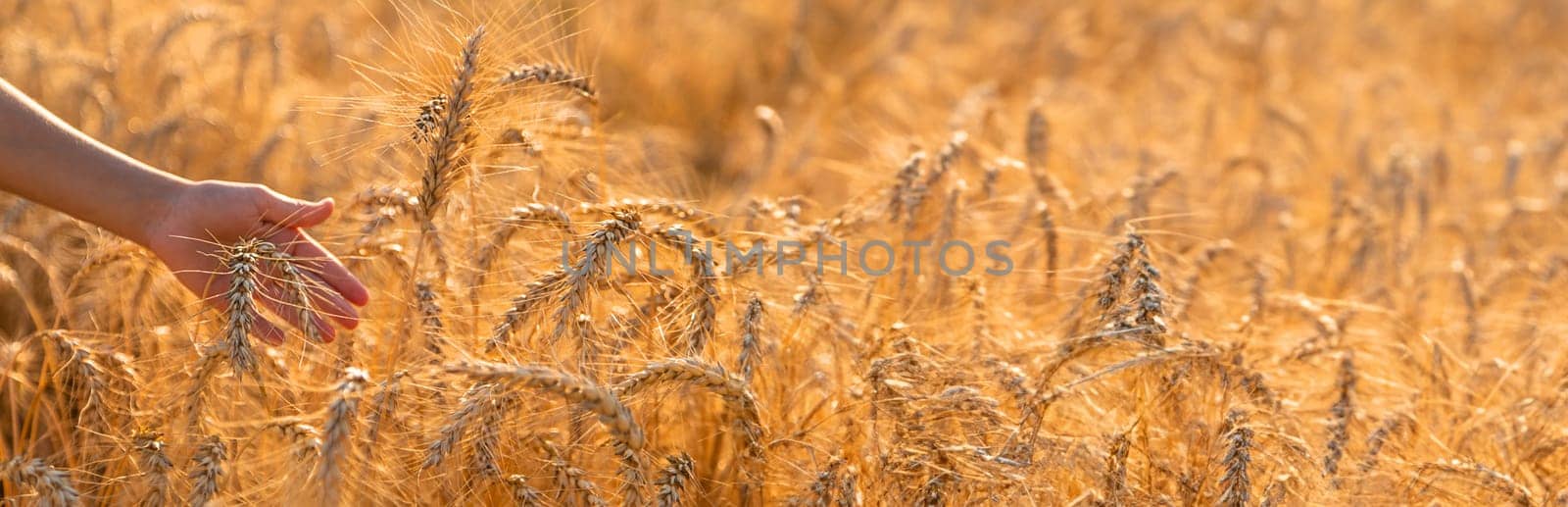 Child hands wheat in a field. Selective focus, nature.