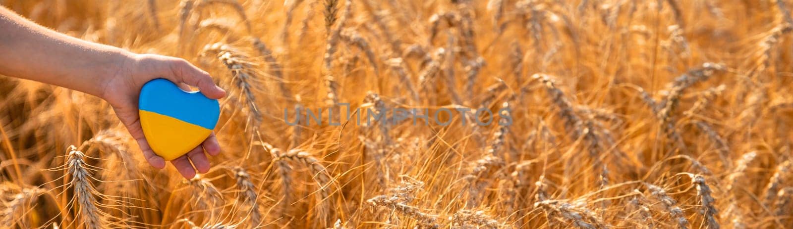 Child in a field of wheat with the flag of Ukraine. Selective focus. Nature.