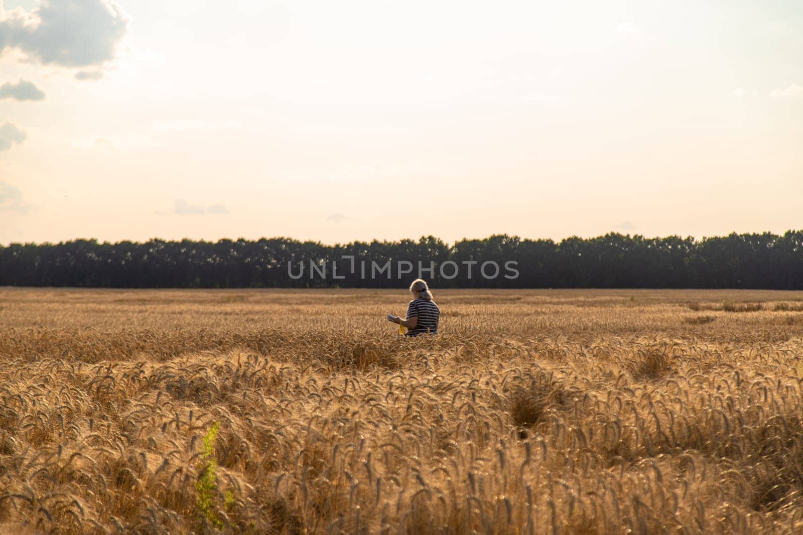 A farmer in a field of wheat checks. Selective focus. nature,