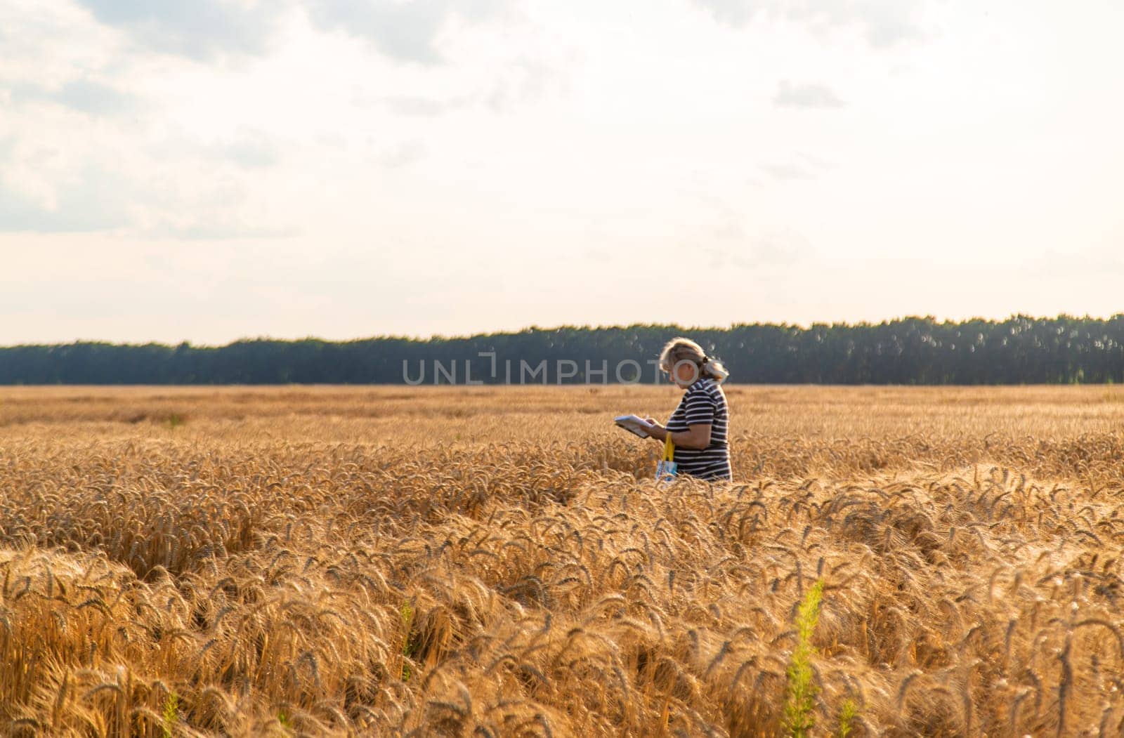 A farmer in a field of wheat checks. Selective focus. by yanadjana