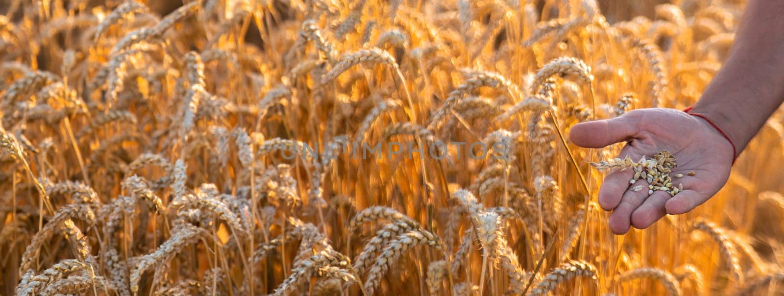A farmer in a field of wheat checks. Selective focus. by yanadjana