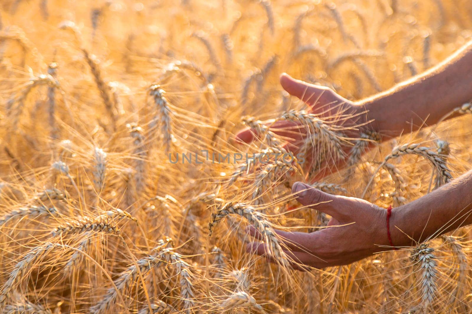 A farmer in a field of wheat checks. Selective focus. nature,