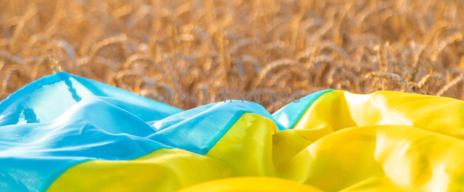 Flag of Ukraine in a wheat field. Selective focus. Nature.