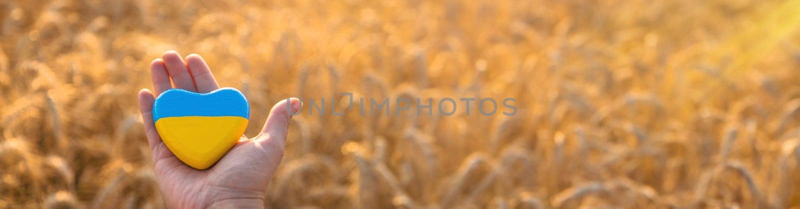 Flag of Ukraine in a wheat field. Selective focus. Nature.
