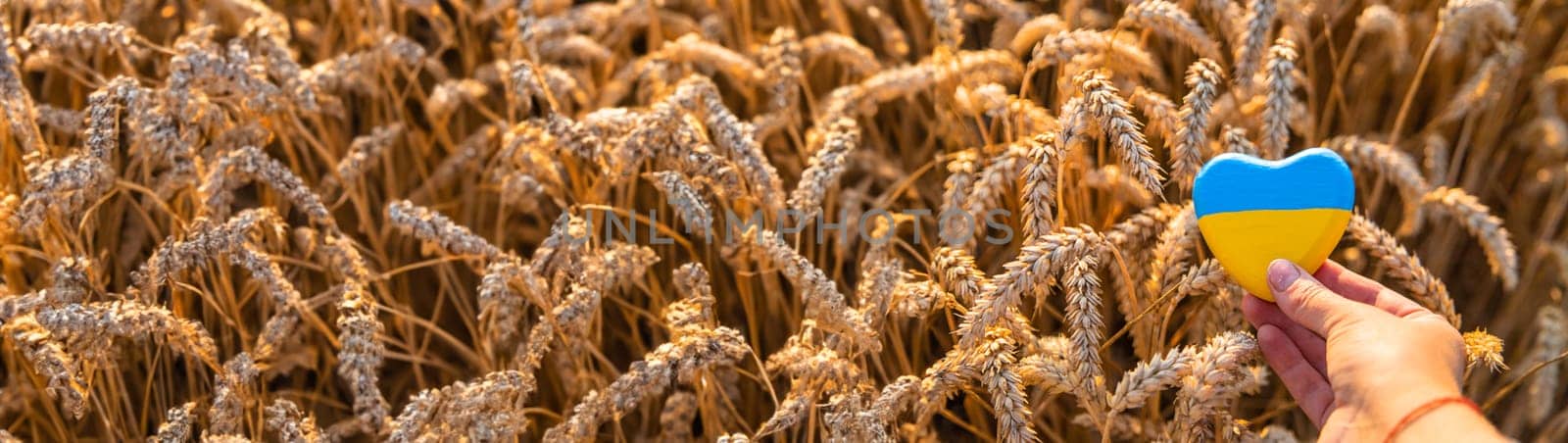 Flag of Ukraine in a wheat field. Selective focus. Nature.