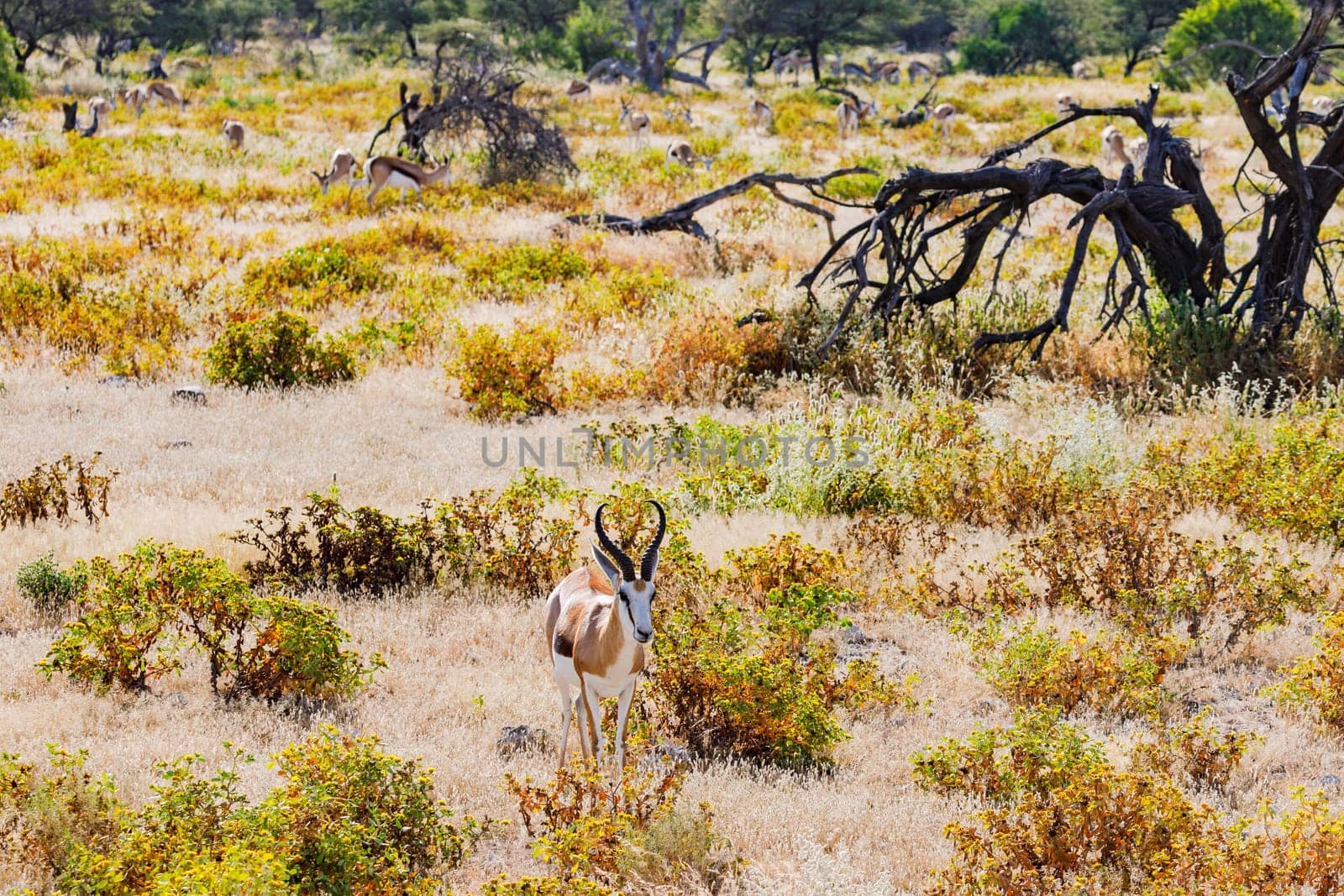 A springbok antelope backlit between grass and bushes in the savannah grassland of Etosha National Park in Namibia, Africa